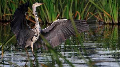 santuario-fauna-y-flora-mono-hernandez-padre-parques-nacionales-colombia